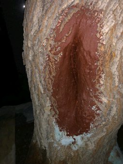 درخت آفت گرفته خوب نمیشه