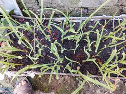 زرد وپلاسیده شدن برگ. سیر.