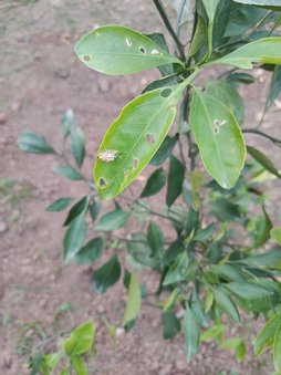 حلزون های ریز