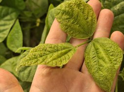 برگ های لوبیا سبز زرد شده