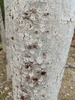 آفت یا تاول درخت چنار روی پوست تنه
