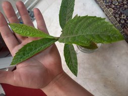 ازگیل ژاپنی