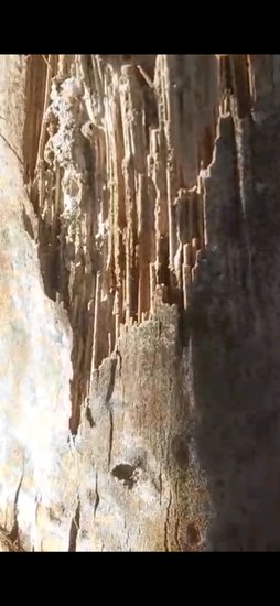 کرم چوبخوار نخل