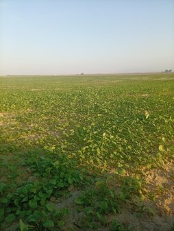 افزایش عمق کاشت گندم دیم از