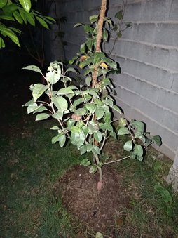 چسب باغباني