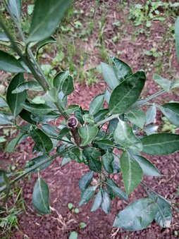 چسب باغباني