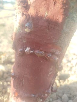 صمغ زدن درخت بادام