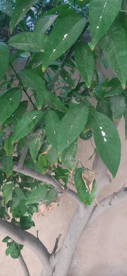 پرتقال و لیمو