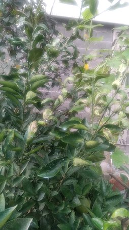 مینوز مرکبات