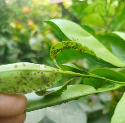 شپشک پرتقال