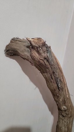 تنه درخت انگور قطع شده