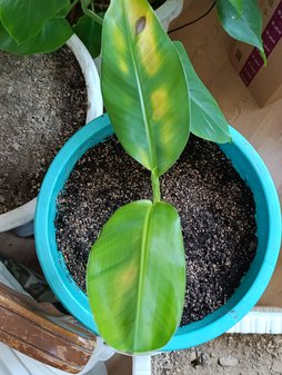 علت زردی برگ ها؟