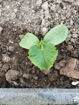 زردی دور برگ