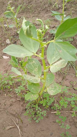 خشک شدن بوته باقلا