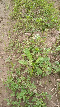 علف کش خشخاش