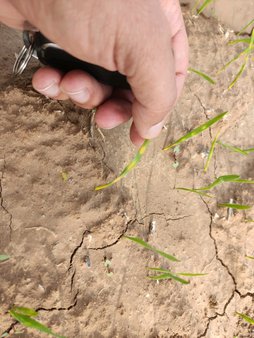 لکه های زرد به شکل افقی روی برگ گندم در اوایل رشد