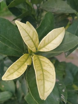 درخت پرتقال