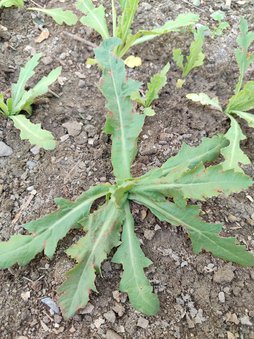 تشخیص بیماری و افت گیاه خشخاش