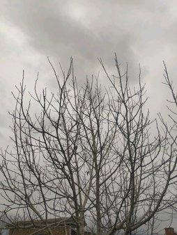 سمی بودن درخت گردو