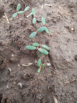 سم علفکش برای نخودفرنگی