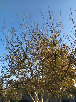 مبارزه زمستانه