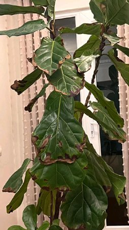 علت سوختگی حاشیه برگ