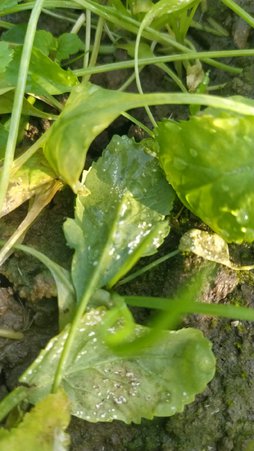 سفیدک پودری شاهی