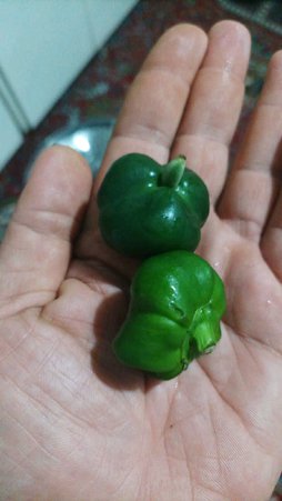 آریس
