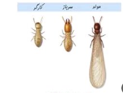 آریس