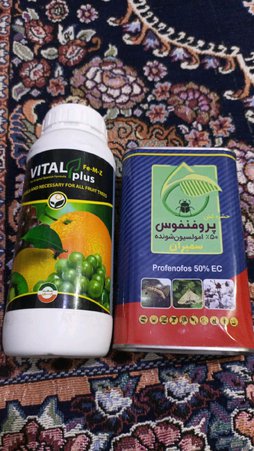 آریس