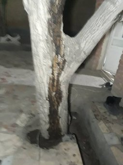 آریس