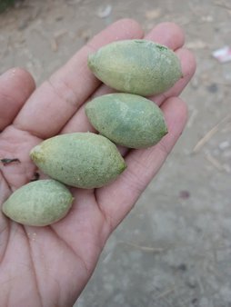 آریس