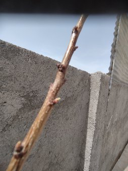 آریس