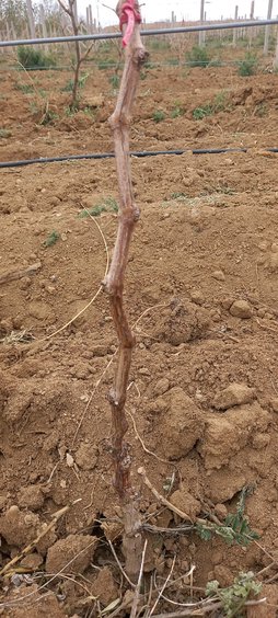 آریس