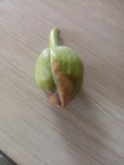 آریس