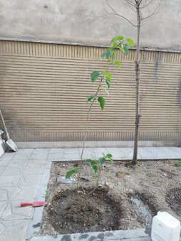 آریس