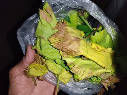 آریس