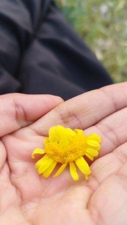 آریس