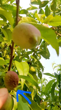 ادامه بحث ریزش شلیل