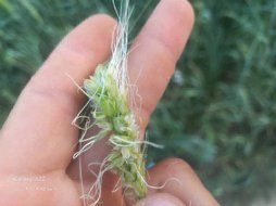 پیچ خوردن خوشه گندم