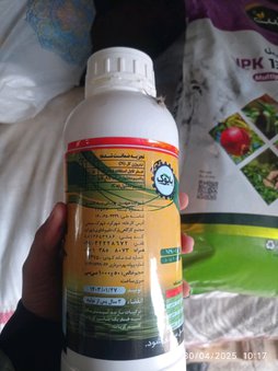 انگور