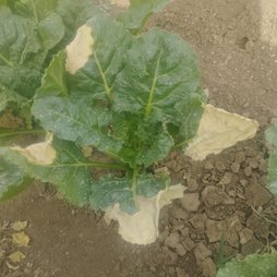 چقندر