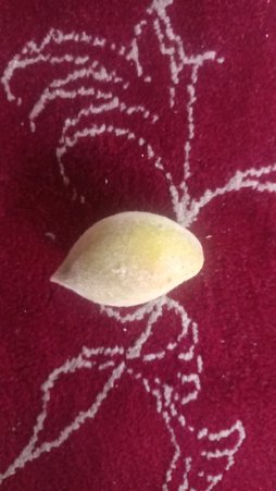 علت پوسیدگی و سفیدی سطحی