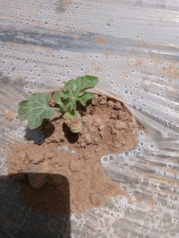 برگ هندوانه