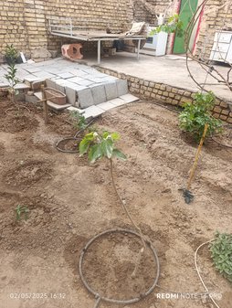آریس