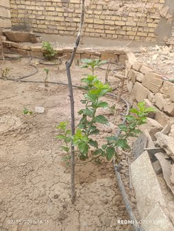 آریس