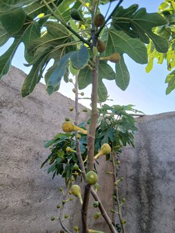 آریس