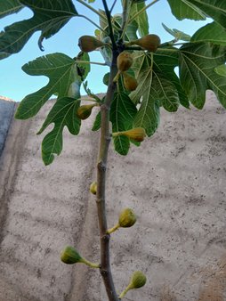 آریس