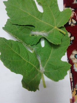 آریس
