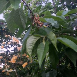 علت اینکه بار گیلاس هنگام چغاله خشک میشه